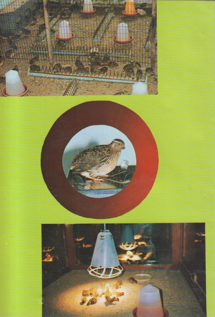 Lawhi-Pakshi Palan (लाव्ही-पक्षी पालन)
