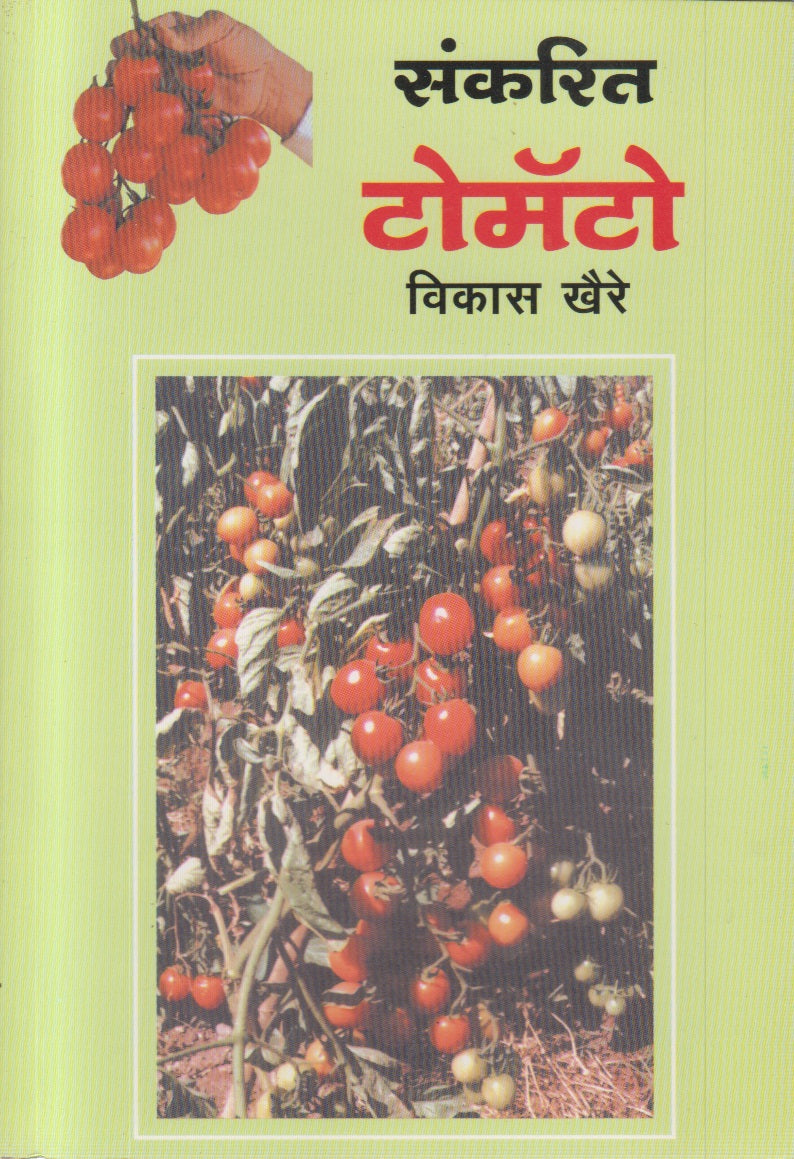 Sankarit Tomato (संकरित टोमॅटो)