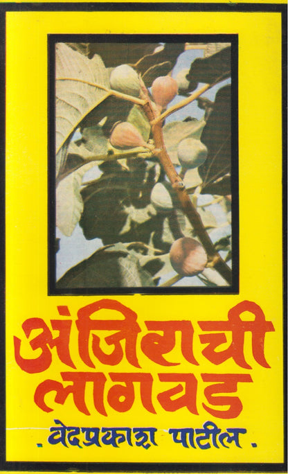 Anjirachi Lagavad (अंजिराची लागवड)