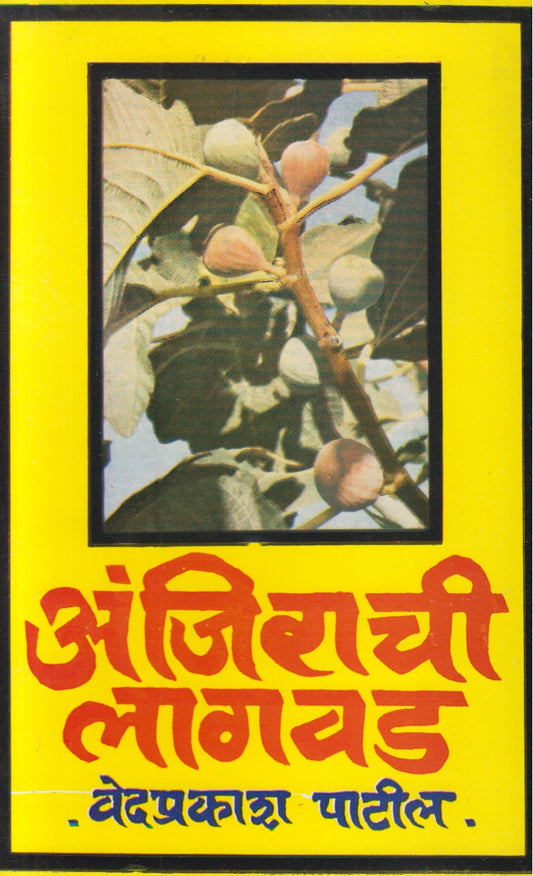 Anjirachi Lagavad (अंजिराची लागवड)