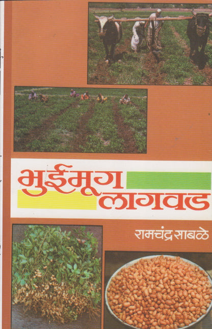 Bhuimug Lagvad (भुईमूग लागवड)