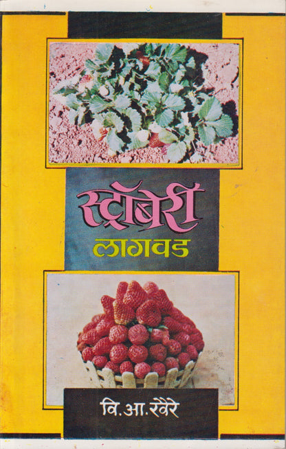strawberry Lagavad (स्ट्रॉबेरी लागवड)