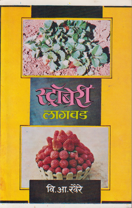 strawberry Lagavad (स्ट्रॉबेरी लागवड)